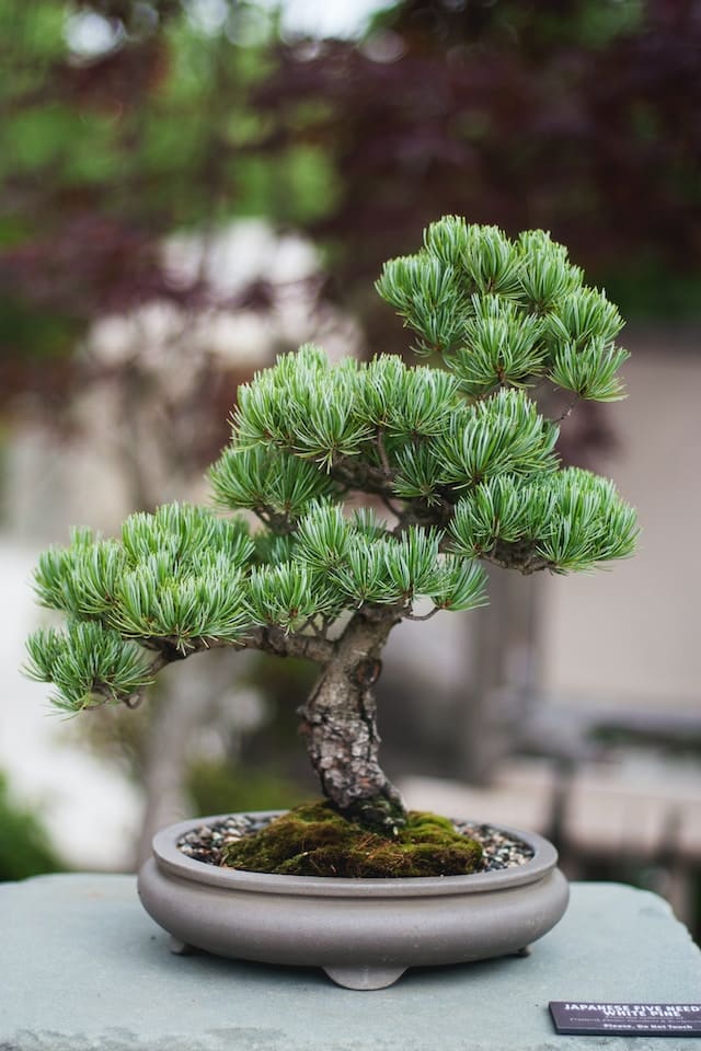 Comment cultiver une œuvre d’art vivante : les secrets du bonsaï